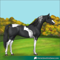 Horse Color:Black Tobiano 