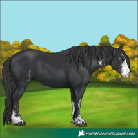 Horse Color:Black Sabino