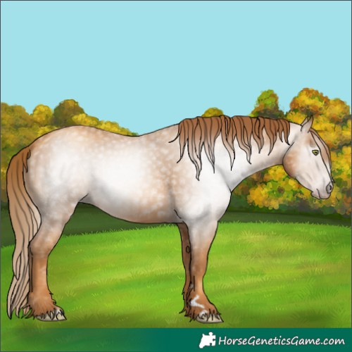 Horse Color:Gray Gold Champagne 