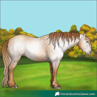 Horse Color:Gray Gold Champagne 