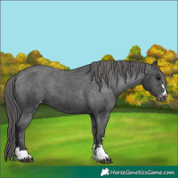 Horse Color:Black Appaloosa 