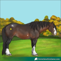 Horse Color:Brown Appaloosa