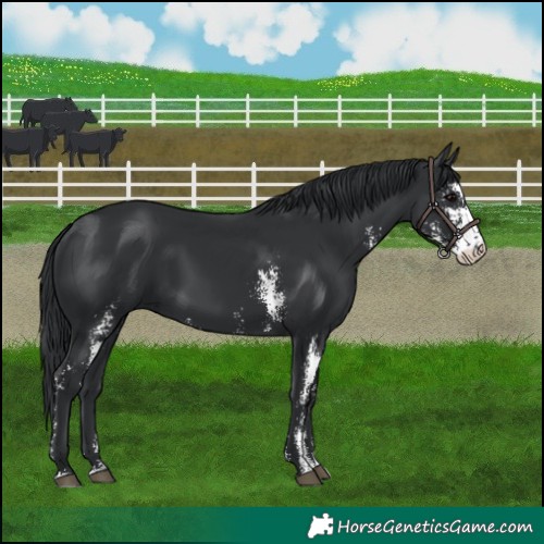 Horse Color:Black Sabino 