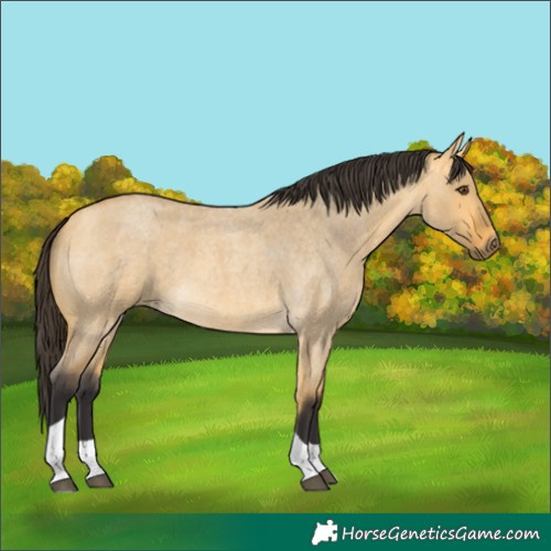 Horse Color:Buckskin Roan Dun Tobiano 