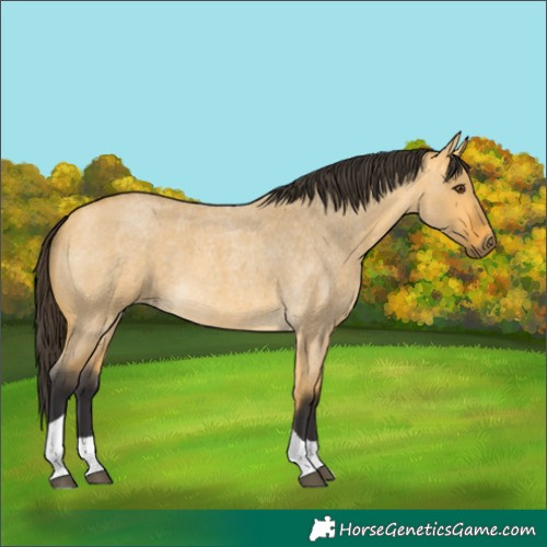 Horse Color:Buckskin Roan Dun Tobiano 