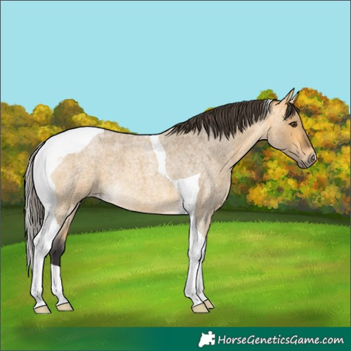 Horse Color:Buckskin Roan Dun Tobiano 