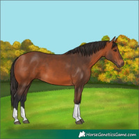 Horse Color:Bay Tobiano Rabicano