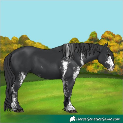 Horse Color:Black Sabino 