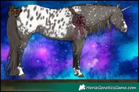 Horse Color:Grullo Appaloosa 