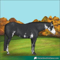 Horse Color:Black Sabino