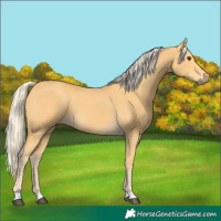 Horse Color:Palomino 