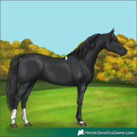 Horse Color:Black Tobiano 