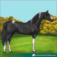 Horse Color:Black Tobiano 