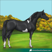 Horse Color:Black Tobiano 