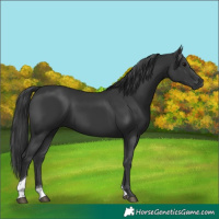 Horse Color:Black Tobiano 