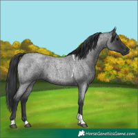 Horse Color:Blue Roan Tobiano 