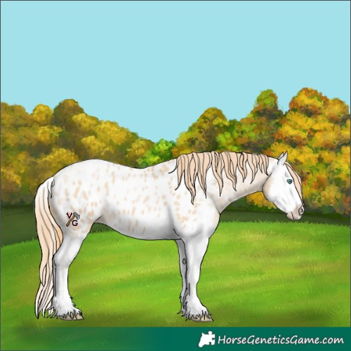 Horse Color:Smoky Black Pearl Sabino Splash Appaloosa 