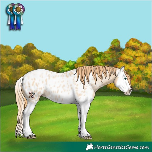 Horse Color:Smoky Black Pearl Sabino Splash Near Leopard 