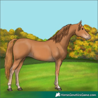 Horse Color:Chestnut 