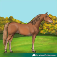 Horse Color:Chestnut 