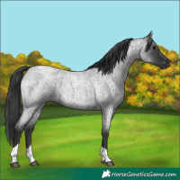 Horse Color:Blue Roan Tobiano 