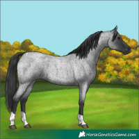Horse Color:Blue Roan Tobiano 
