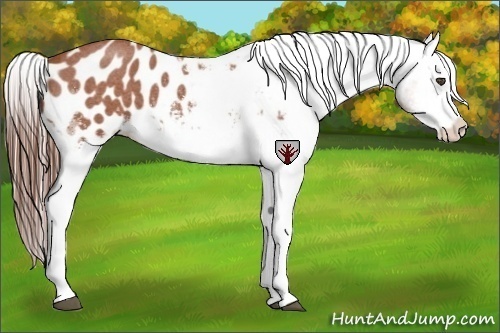 Horse Color:White Spotted Bay Roan Appaloosa Rabicano 