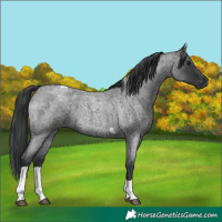 Horse Color:Blue Roan Tobiano 