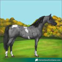 Horse Color:Blue Roan Tobiano