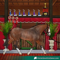 Horse Color:Bay Rabicano 