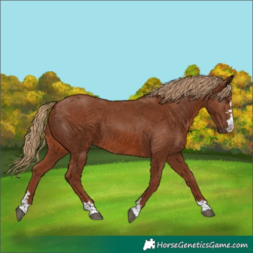 Horse Color:Chestnut 
