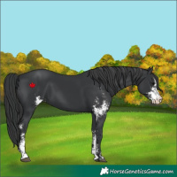 Horse Color:Black Sabino