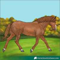 Horse Color:Chestnut 