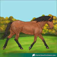 Horse Color:Bay 