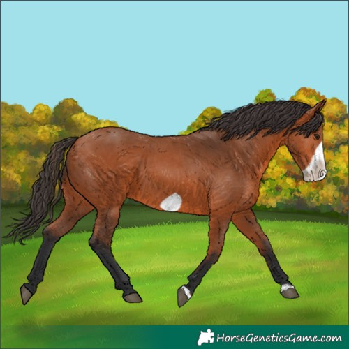 Horse Color:Bay Frame 