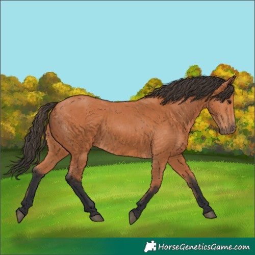 Horse Color:Bay 