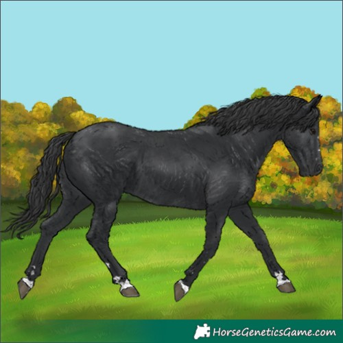 Horse Color:Black 