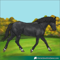 Horse Color:Black 