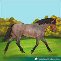 Horse Color:Bay Roan 