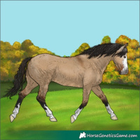 Horse Color:Gray Bay Dun 