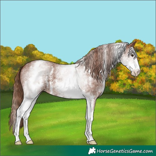 Horse Color:White Spotted Chestnut Sabino