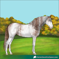 Horse Color:White Spotted Chestnut Sabino
