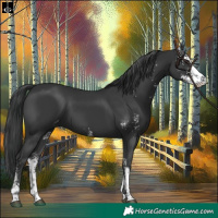 Horse Color:Black Sabino 