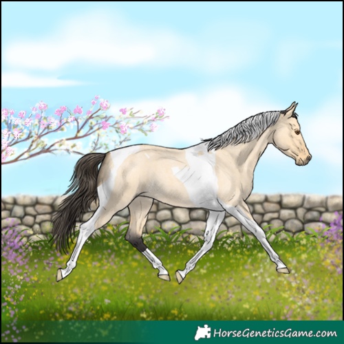 Horse Color:Buckskin Roan Dun Tobiano 