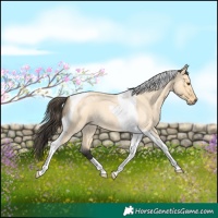 Horse Color:Buckskin Roan Dun Tobiano 