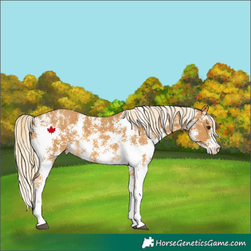 Horse Color:Palomino Sabino Rabicano 