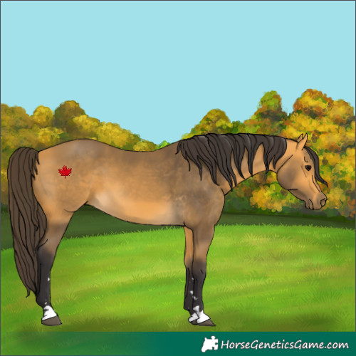 Horse Color:Buckskin 