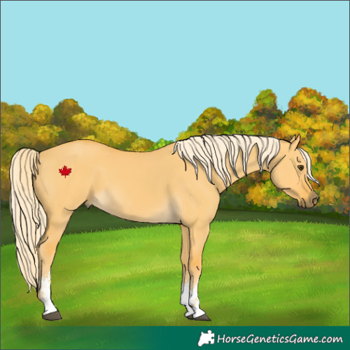 Horse Color:Palomino Dun Sabino 