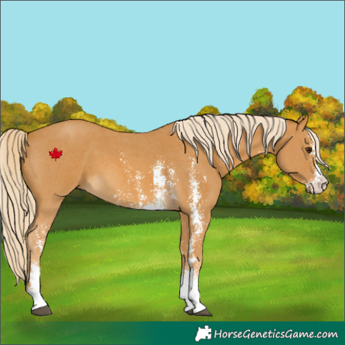 Horse Color:Palomino Sabino 