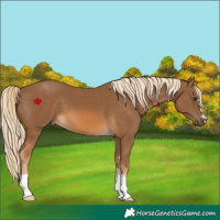 Horse Color:Chocolate Palomino 